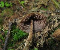 Psilocybe zapotecorum image