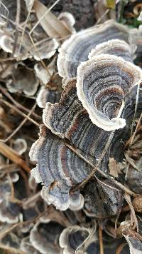 Trametes versicolor image