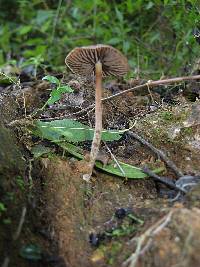 Psilocybe zapotecorum image