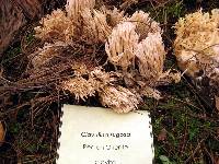 Clavulina coralloides image