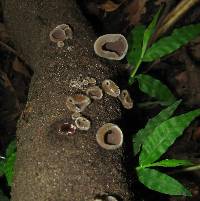 Auricularia nigricans image