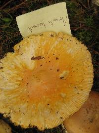 Amanita laurae image