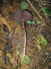 Psilocybe zapotecorum image