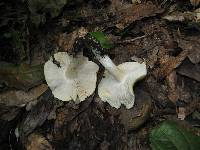 Tricholoma sejunctum image