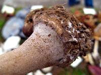 Macrolepiota procera var. procera image