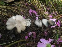 Psilocybe caerulescens image