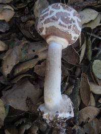 Chlorophyllum brunneum image