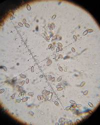 Psilocybe muliercula image