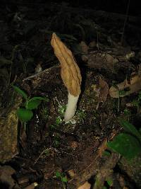 Morchella rufobrunnea image