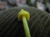 Entoloma murrayi image