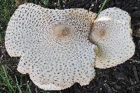 Leucoagaricus americanus image