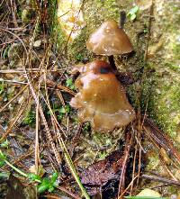 Psilocybe muliercula image