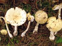 Amanita xylinivolva image