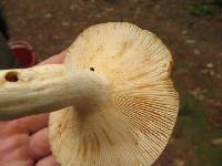 Russula laurocerasi image