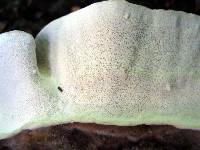 Trametes versicolor image