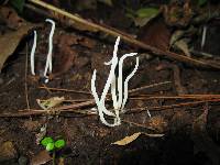 Clavaria fragilis image