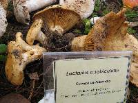 Lactarius scrobiculatus image