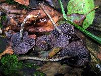 Psilocybe zapotecorum image
