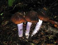 Cortinarius vanduzerensis image