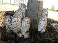 Coprinus comatus image