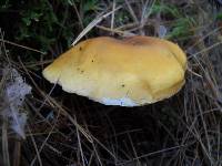 Gymnopilus sapineus image