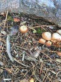 Piptoporus betulinus image