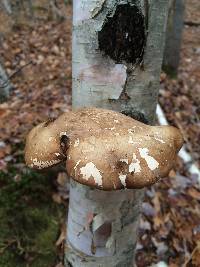 Piptoporus betulinus image