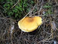 Gymnopilus sapineus image