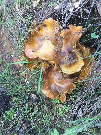 Omphalotus olivascens image