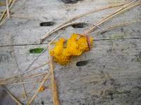 Tremella mesenterica image