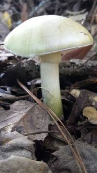 Amanita phalloides image