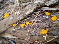 Tremella mesenterica image