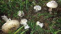 Amanita gemmata image