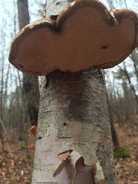 Piptoporus betulinus image