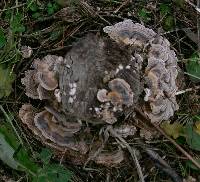 Trametes versicolor image