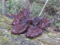 Ganoderma tsugae image