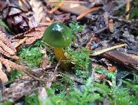 Hygrocybe psittacina var. psittacina image