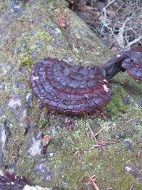 Ganoderma tsugae image