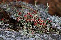 Cladonia cristatella image