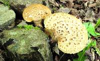 Polyporus squamosus image