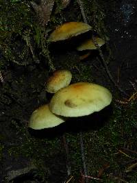 Hypholoma fasciculare image