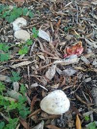 Clathrus ruber image