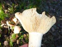 Russula brevipes image