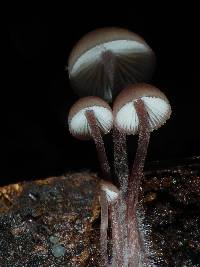 Mycena haematopus image