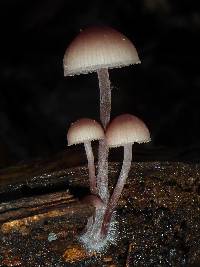 Mycena haematopus image