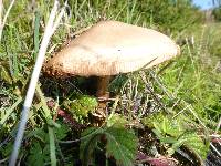 Volvariella gloiocephala image