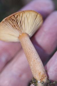 Lactarius rufulus image