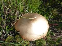 Volvariella gloiocephala image