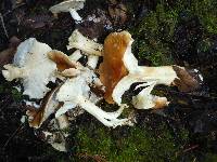 Leucopaxillus gentianeus image