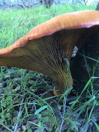 Omphalotus olivascens image